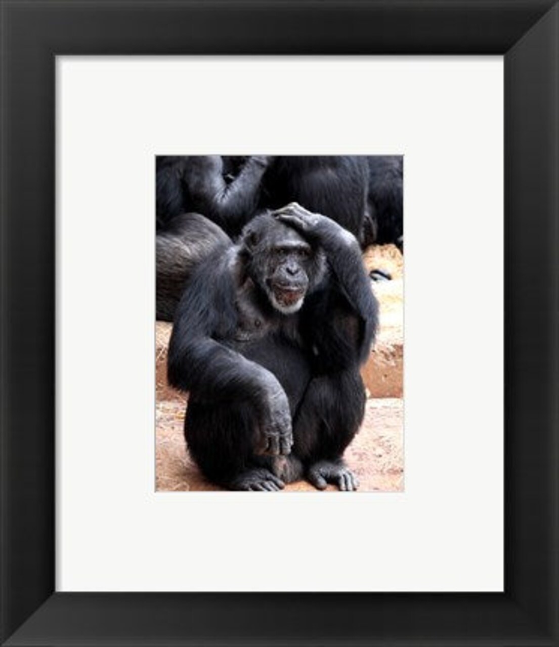 Framed Art Chimp - Let me think it over Wall Decor 18x24 Artwork